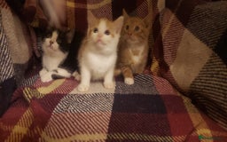 Mixed Breed cats for sale: Beautiful fluffy kittens for sale. - Image 11