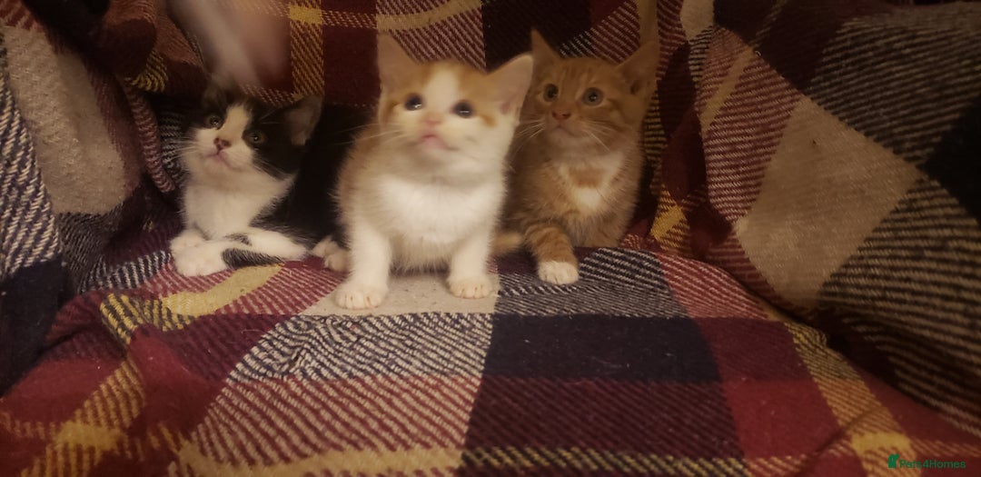 Mixed Breed cats for sale: Beautiful fluffy kittens for sale. - Image 11