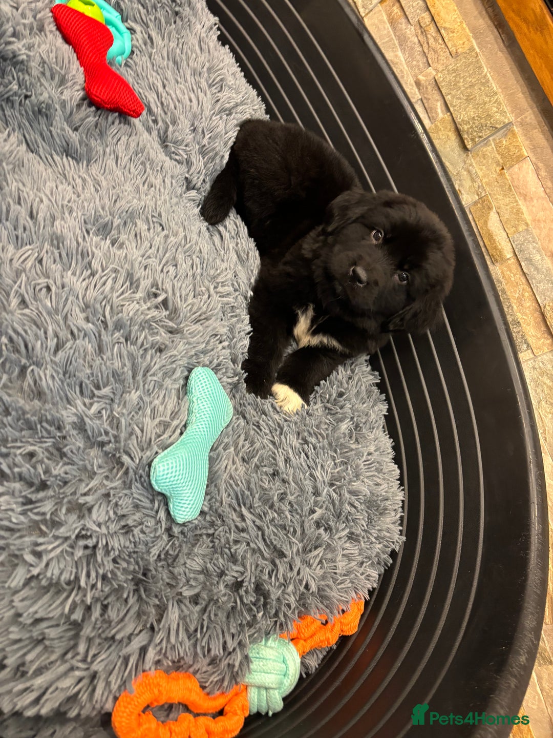 Newfoundland dogs for sale: Newfoundland puppies - Image 8