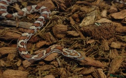 Corn Snake reptiles for sale: Beautiful Baby Corn Snakes for Sale - Image 6