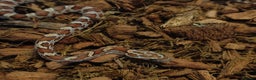 Corn Snake reptiles for sale: Beautiful Baby Corn Snakes for Sale - Advert 5