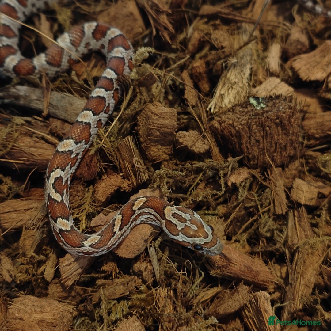 Corn Snake reptiles for sale: Beautiful Baby Corn Snakes for Sale - Image 6