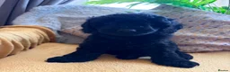 Cavapoo dogs for sale: READY NOW Beautiful f1b black Cavapoos DNA Clear  - Advert 22
