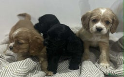 Mixed Breed dogs for sale: American x working cocker spaniel - Advert 11