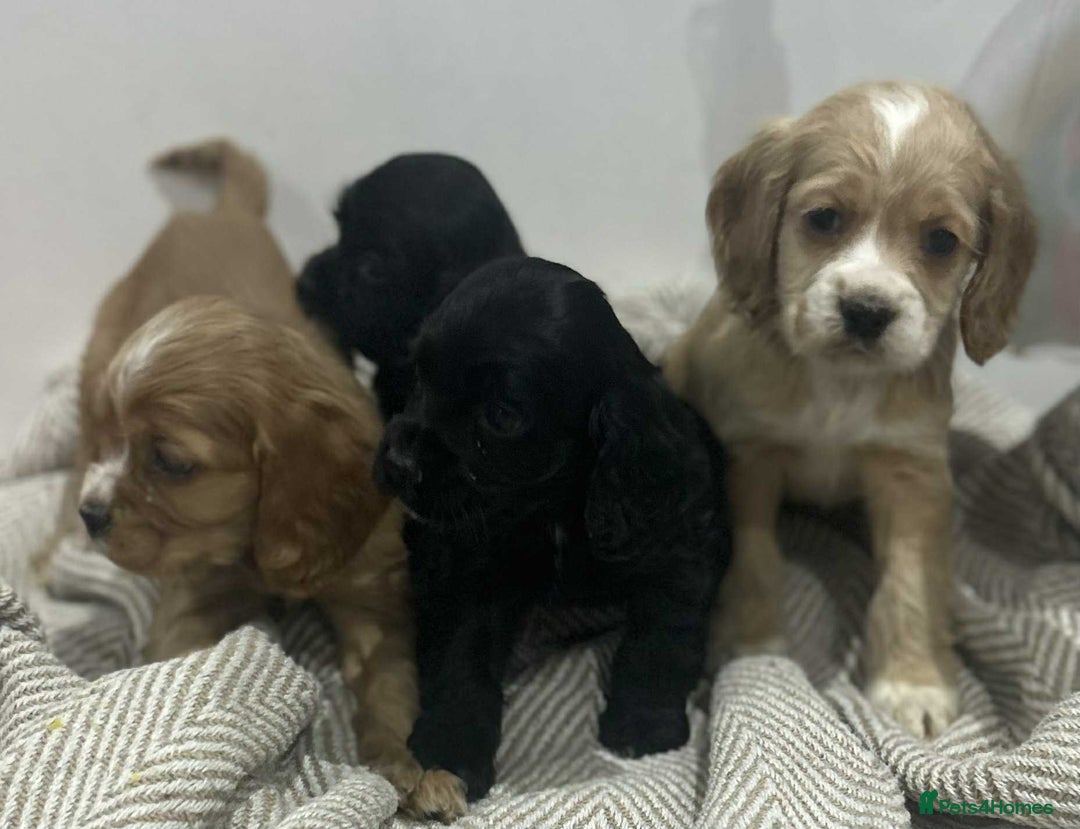 Mixed Breed dogs for sale: American x working cocker spaniel - Advert 11
