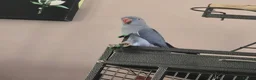 Ringnecks birds for sale: Violet Female Indian Ringneck in Manchester - Advert 1