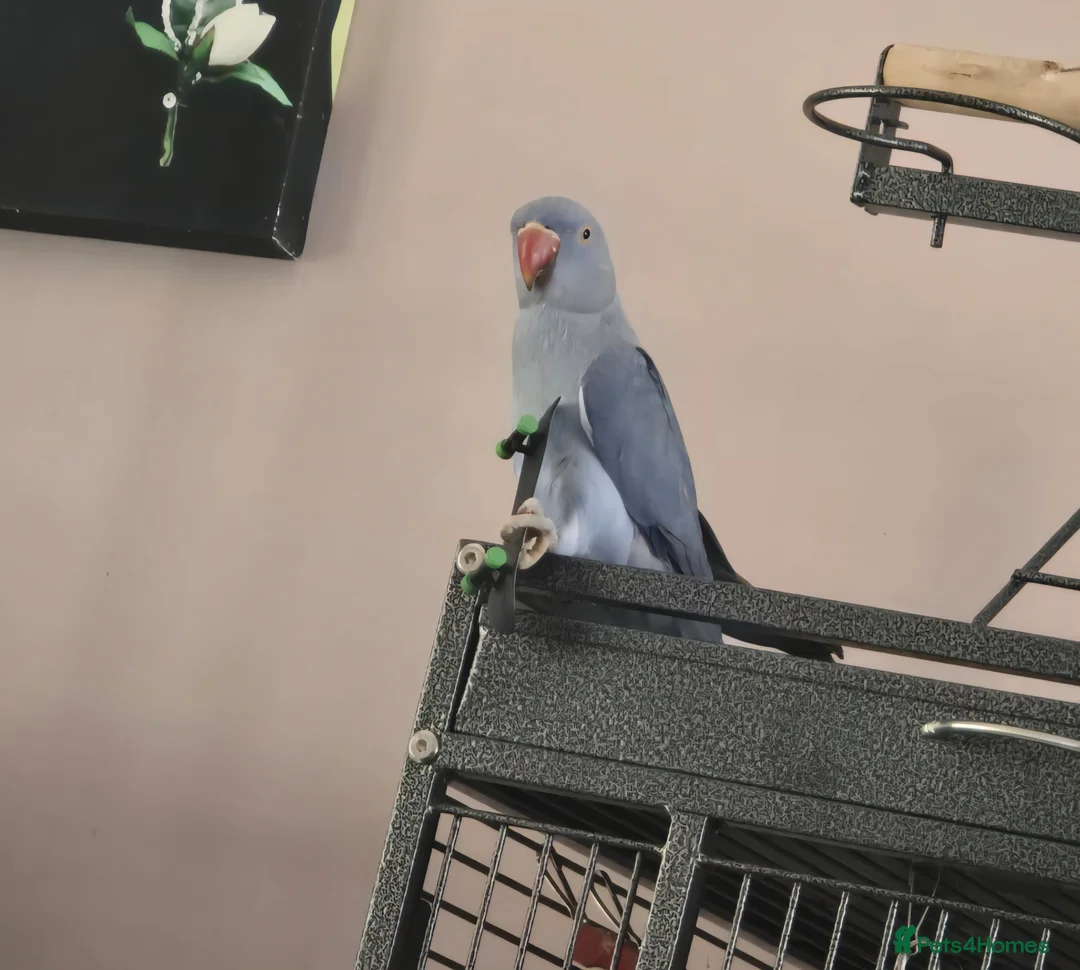 Ringnecks birds for sale: Violet Female Indian Ringneck in Manchester - Advert 1