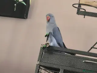 Ringnecks birds Violet Female Indian Ringneck - Advert 1