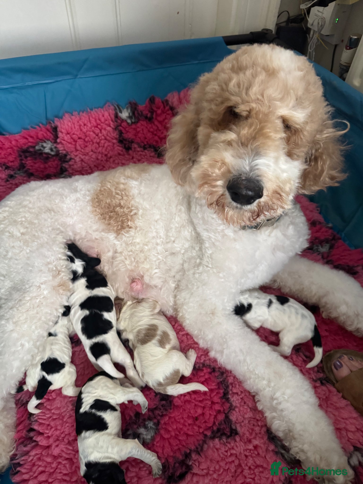 Cockapoo dogs Unique DNA Tested F1 Parti Cockapoos - Large size - Advert 1