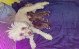 Toy Poodle dogs for sale: Asian toy poodle  - Image 4
