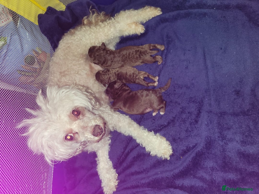 Toy Poodle dogs for sale: Asian toy poodle  - Image 4