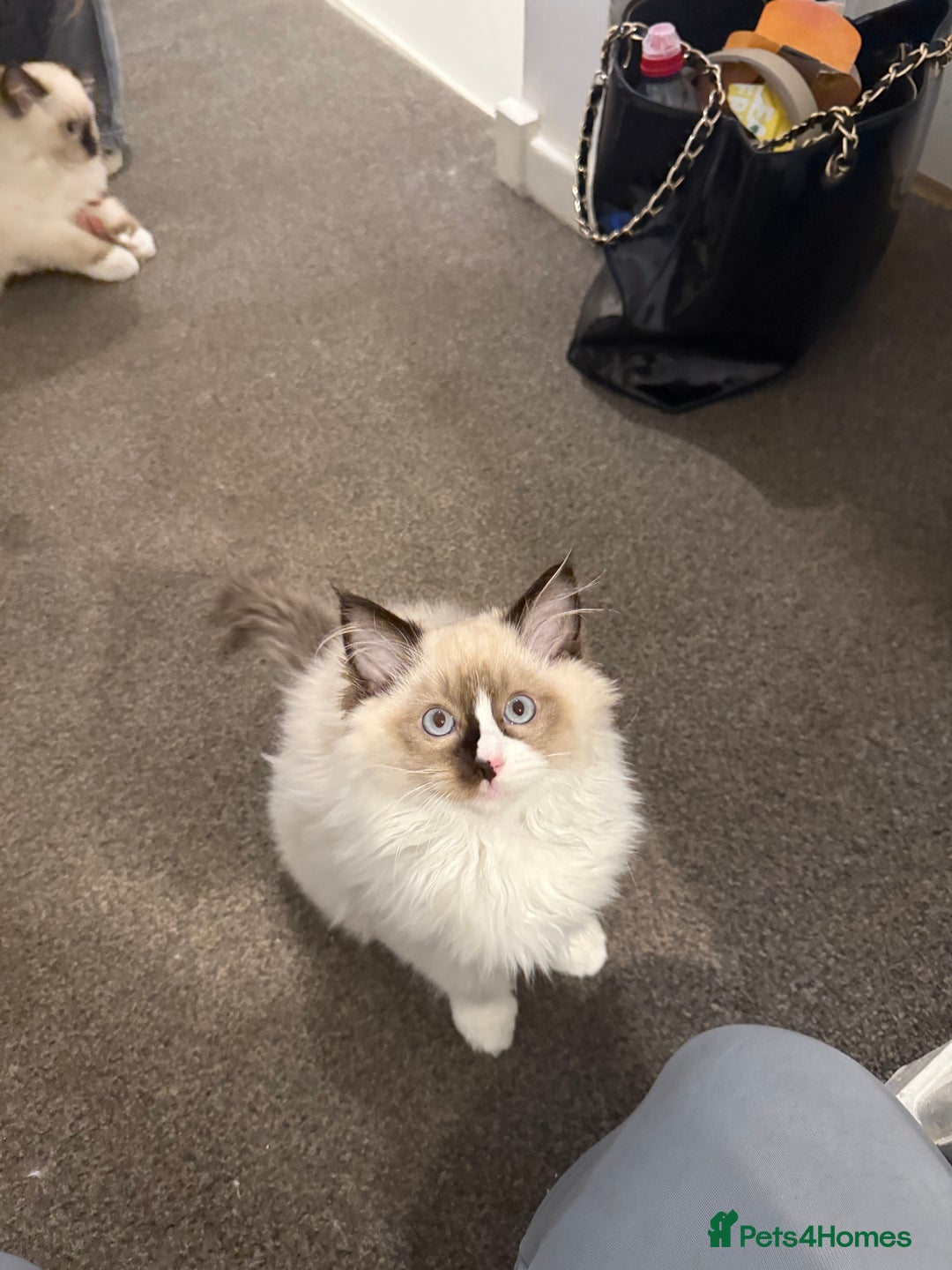 Ragdoll cats for sale: READY NOW 2 fluffy boys - Advert 21