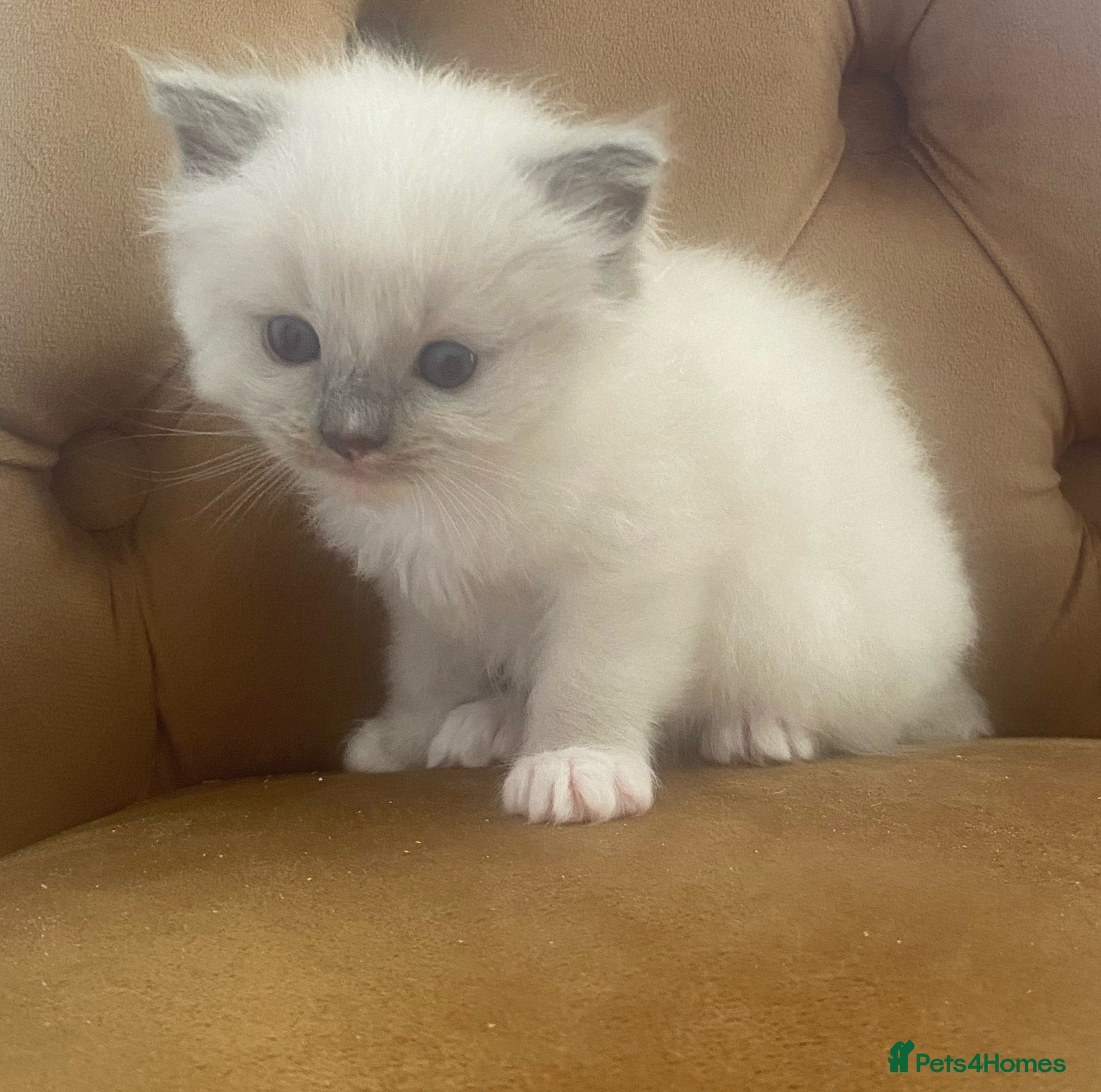 Ragdoll cats Ragdoll Kittens - Advert 5