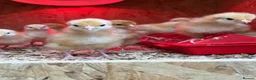 Mixed Breed poultry for sale: Ducks, ducklings, pullets, chicks - Advert 5