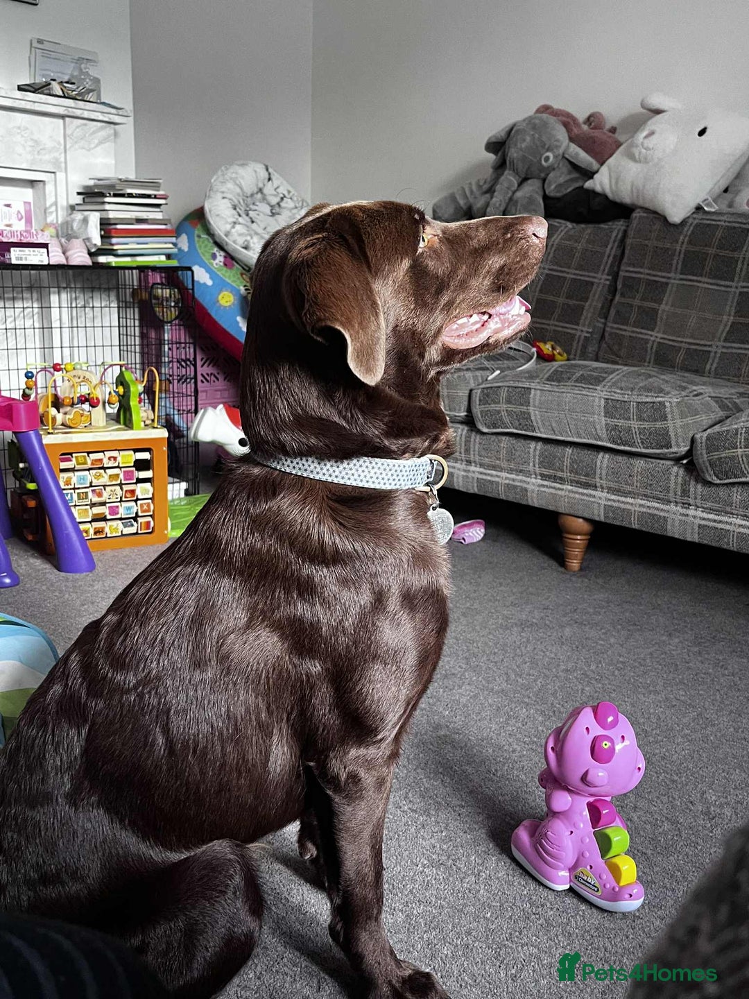 Labrador Retriever dogs for sale: 4year old Chocolate Labrador for sale  - Advert 3