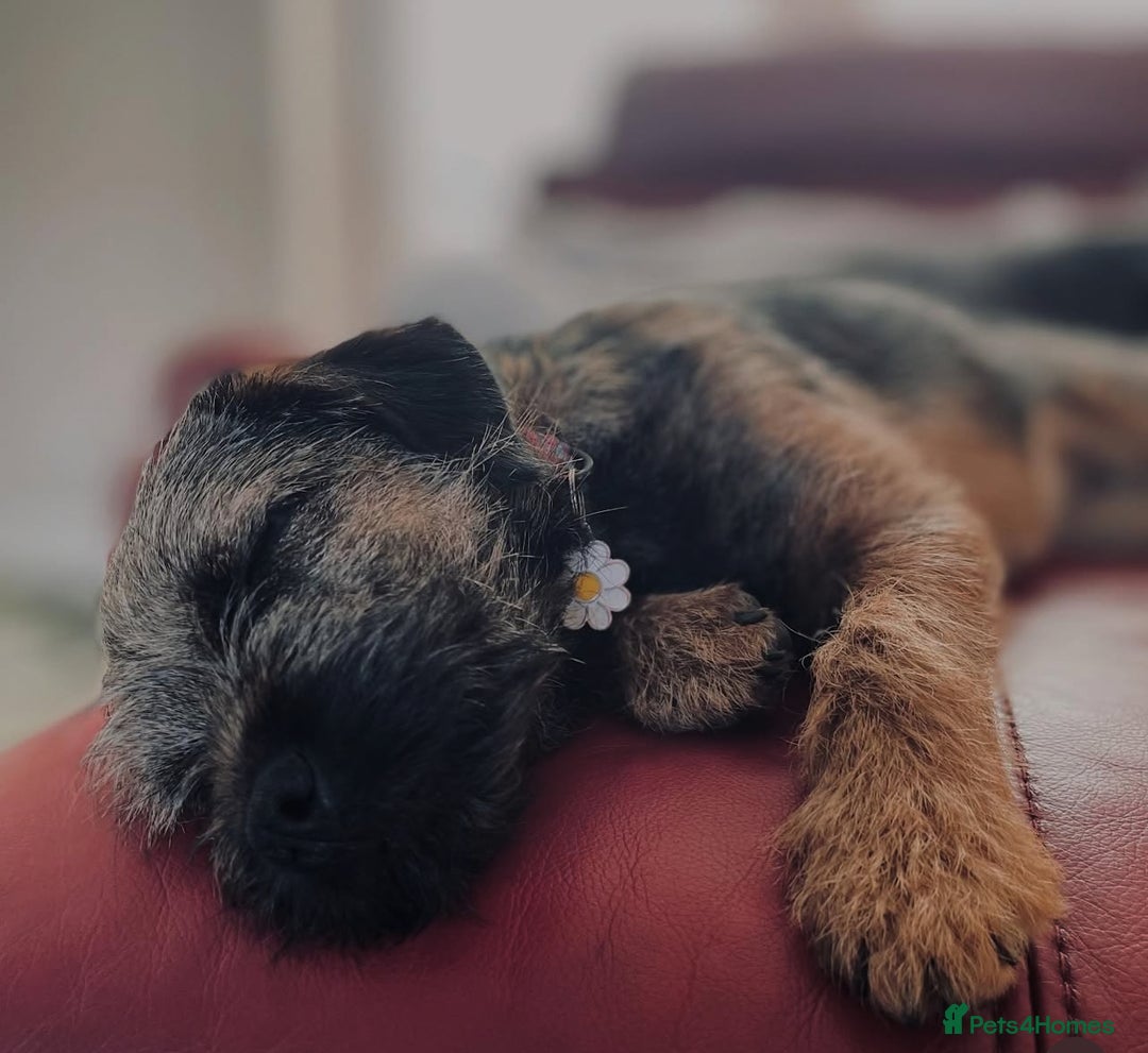 Border Terrier dogs for sale: Beautiful female border terrier  - Advert 2