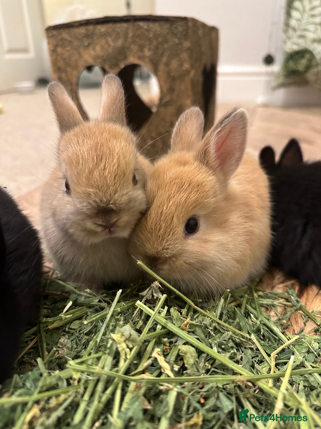 Netherland Dwarf rabbits for sale: Dwarf Netherlands rabbits  - Advert 2