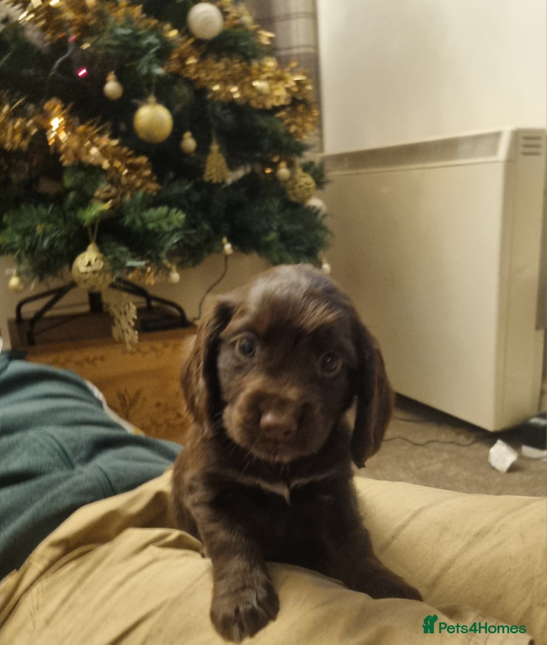 Cocker Spaniel dogs for sale: Gorgeous Working Cocker Boys - Advert 14