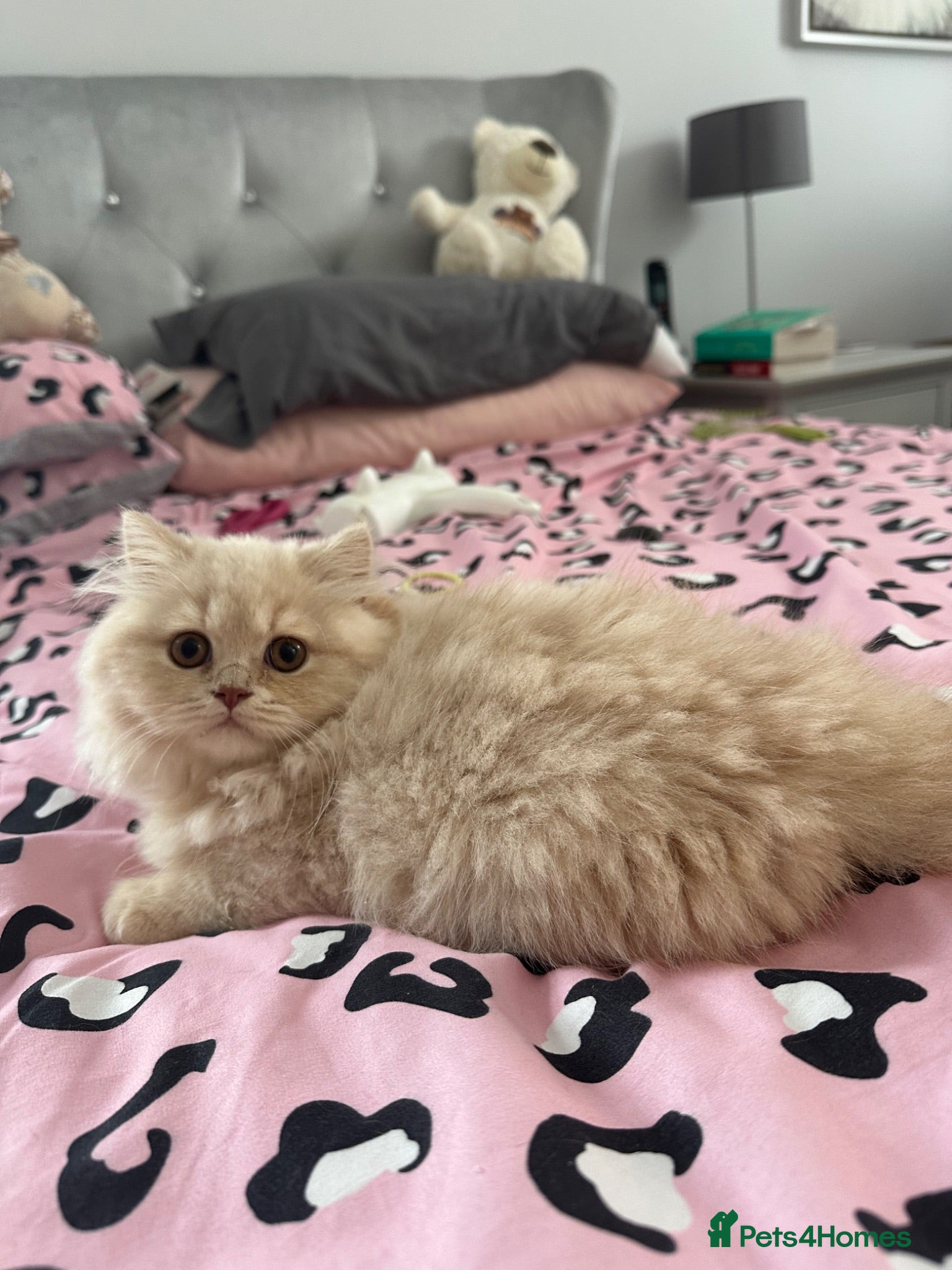British Longhair cats Cream LH male  - Advert 1
