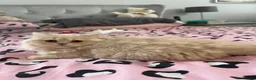 British Longhair cats for sale: Cream LH male  in Crewe - Advert 1