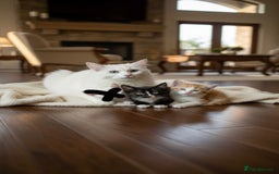 Turkish Angora cats for sale: Gorgeous Turkish Angora Kittens 🐱🐾 - Image 3