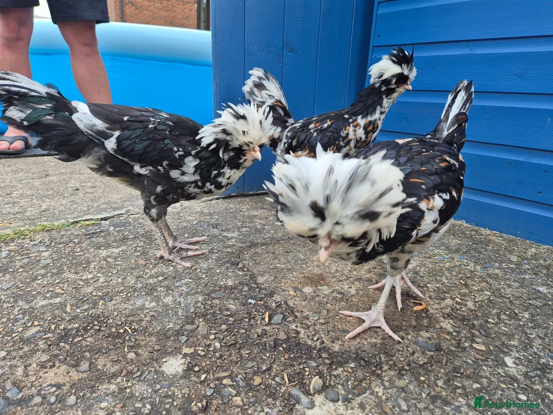 Chickens poultry for sale: Tolbunt polish chicks in Guildford - Advert 2