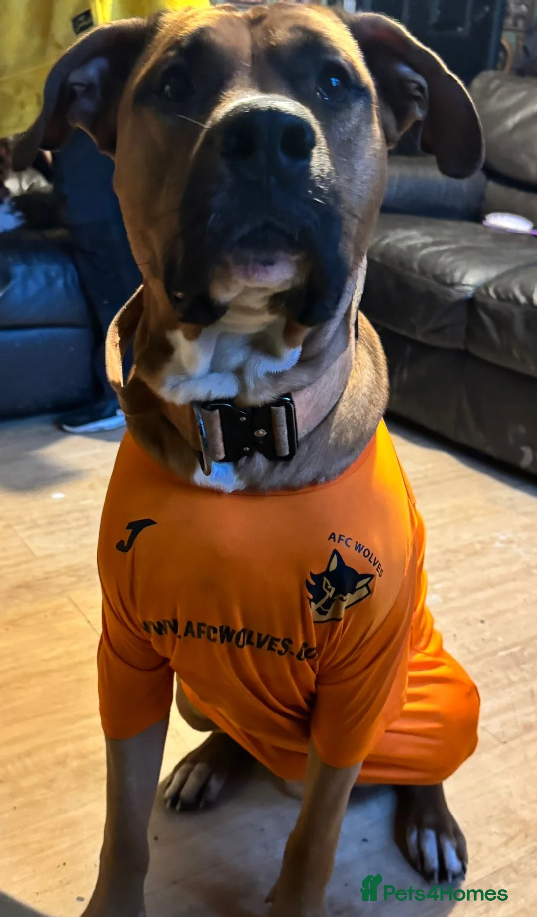 Mixed Breed dogs for sale: Bowser in Bilston - Advert 2