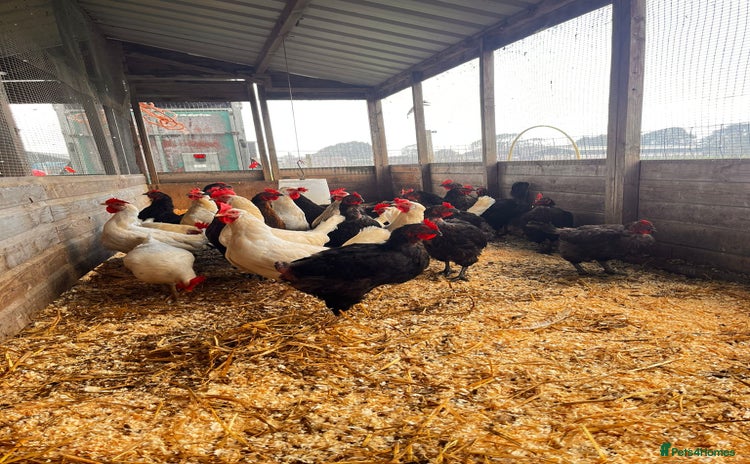 Chickens poultry - Advert 1