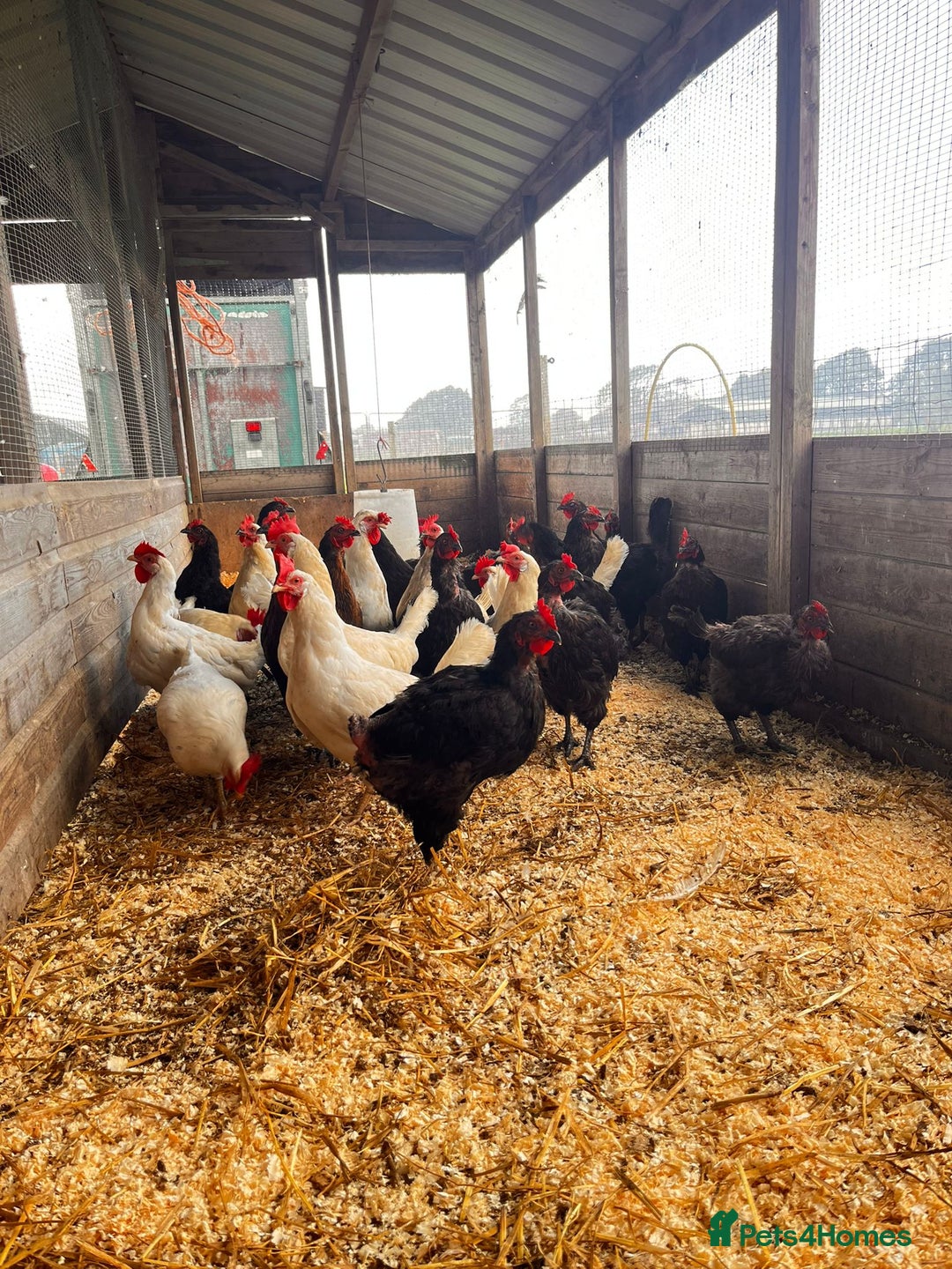 Chickens poultry for sale: White and black rescue hens ready for rehome - Image 1