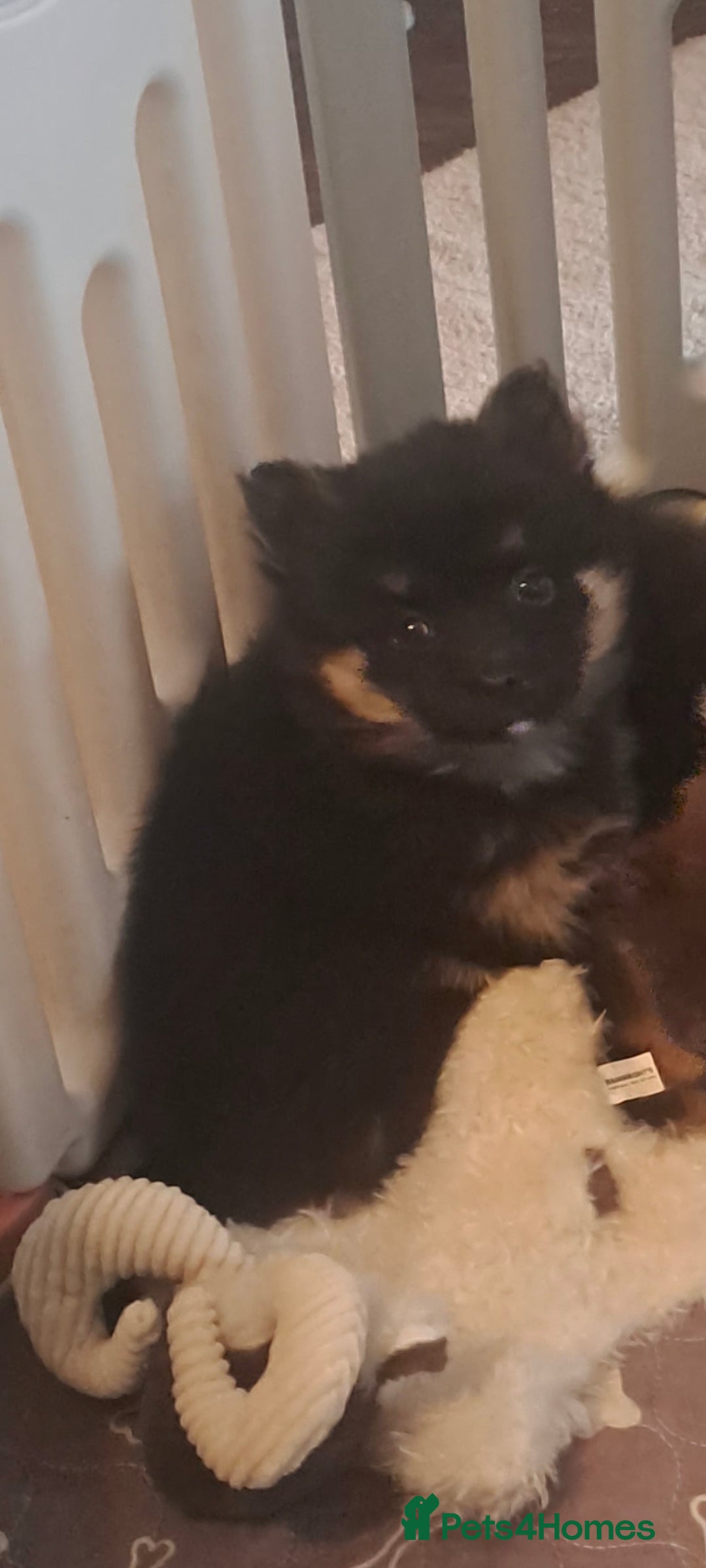 Pomsky dogs Ready now - small Fluffy Pomsky pups - Advert 1