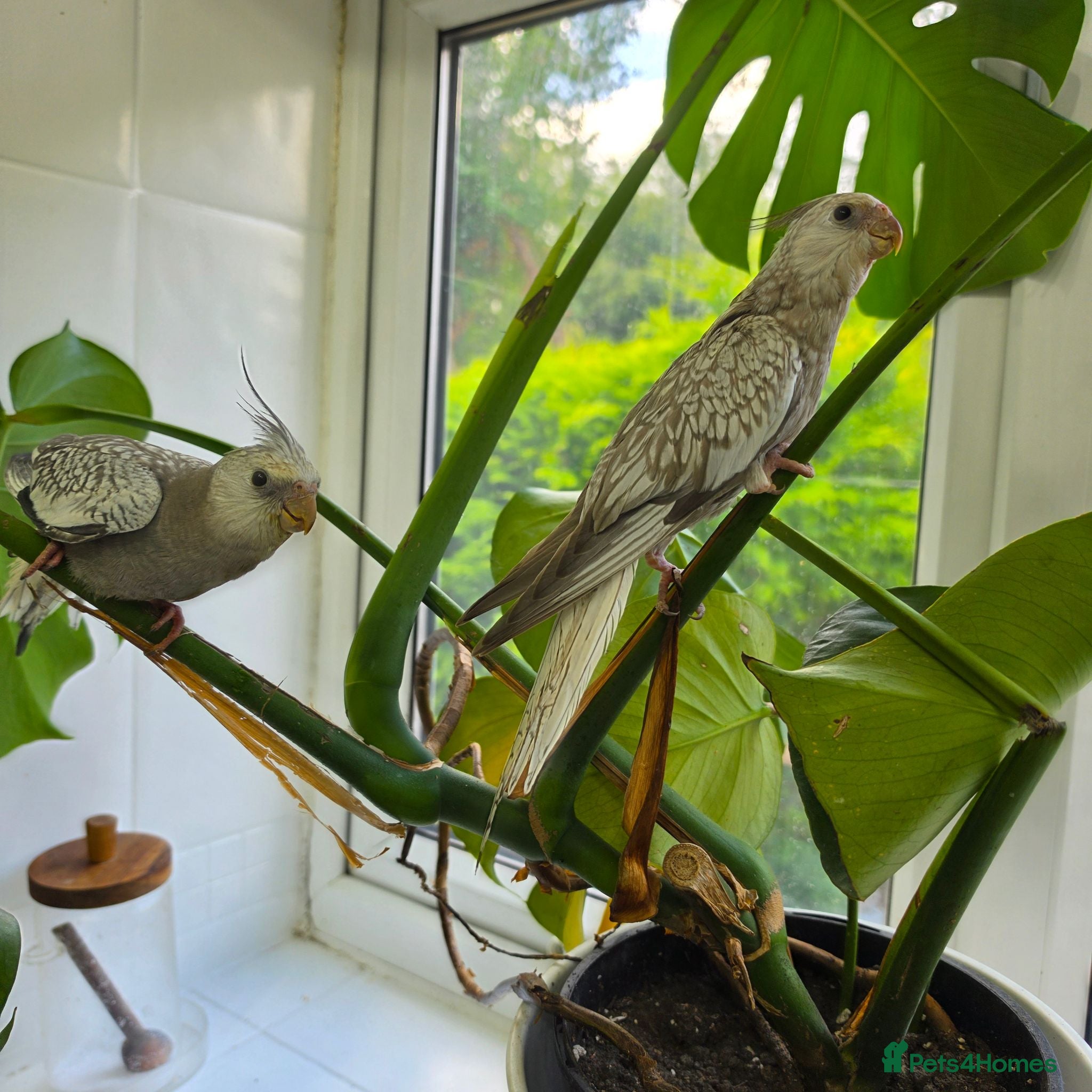 Cockatiels birds Two 4-Month-Old Hand-Raised Cockatiels - Advert 4