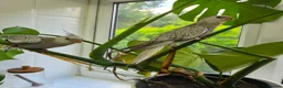 Cockatiels birds for sale: Two 4-Month-Old Hand-Raised Cockatiels in Huddersfield - Advert 1