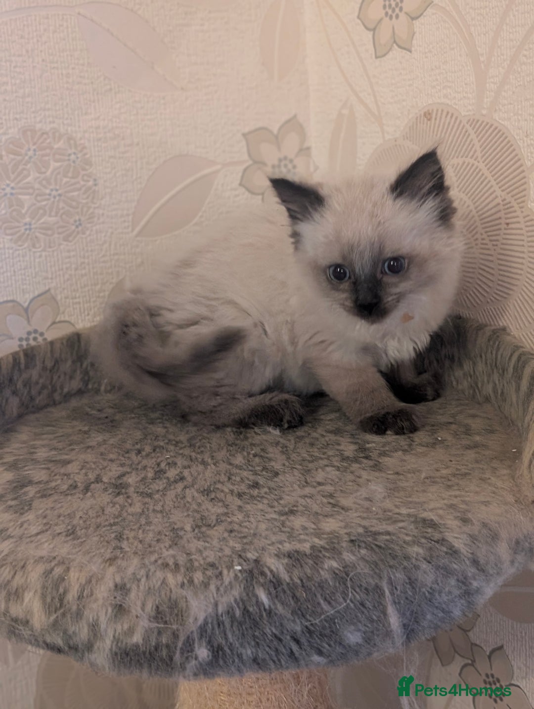 Ragdoll cats for sale: Ragdoll cross male kitten  - Image 3