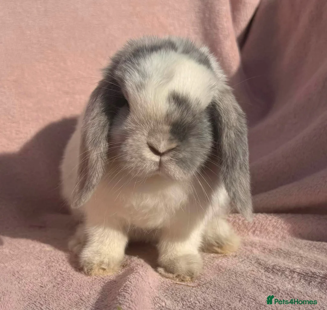 Mini Lop rabbits for sale: NO LONGER AVAILABLE  - Advert 8