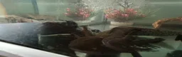 Axolotl reptiles for sale: Nosey Axolotl with tank - Advert 2