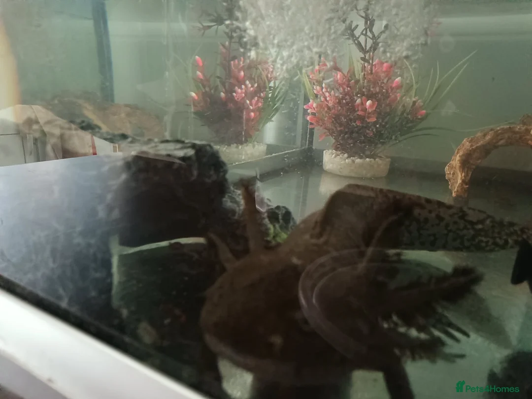 Axolotl reptiles for sale: Nosey Axolotl with tank - Advert 2