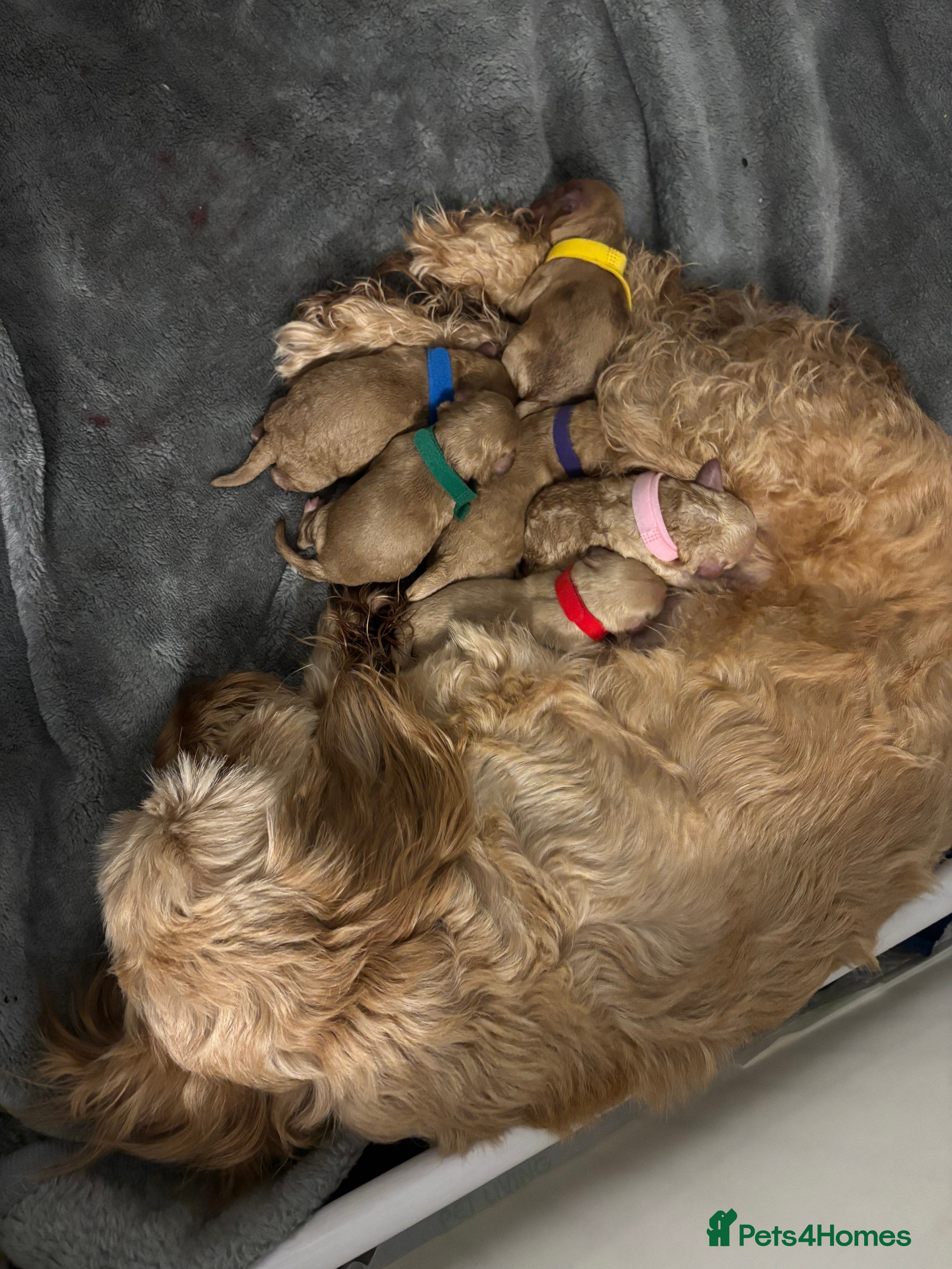 Cockapoo dogs F1B cockapoo puppies  - Advert 1