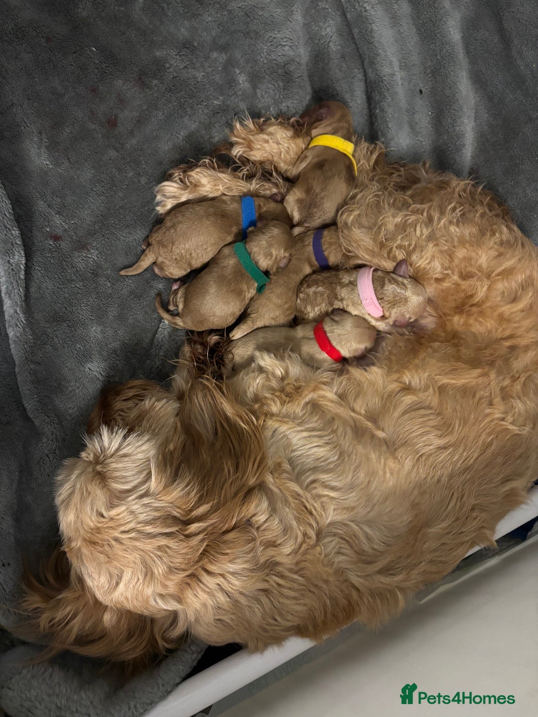 Cockapoo dogs for sale: F1B cockapoo puppies  - Advert 1