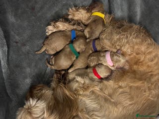 Cockapoo dogs Cockapoo Puppies - Ready to leave 25/02/26 - Advert 5
