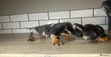 Miniature Dachshund dogs - Advert 5