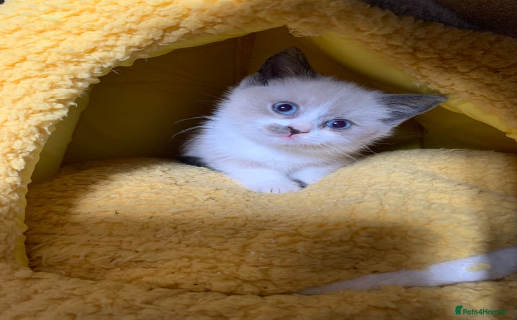 Mixed Breed cats - Advert 11