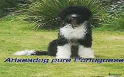 Portuguese Water Dog dogs for sale: ARTSEADOG KC registered Pure Portuguese Waterdogs - Image 1