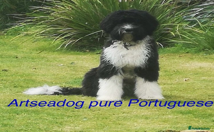 Portuguese Water Dog dogs - Advert 1
