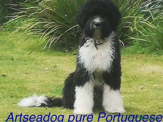Portuguese Water Dog dogs - Advert 1
