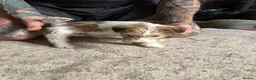 Fox Terrier dogs for sale: Pedigree Wire Haired Fox Terrier puppies for sale - Advert 11