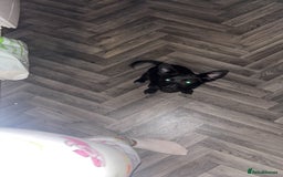 Mixed Breed dogs for sale: Jack Russell mix pup - Image 2