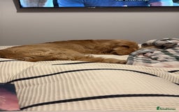 Cocker Spaniel dogs for sale: Gold Show Cocker Boy for Loving New Home Only  - Image 5