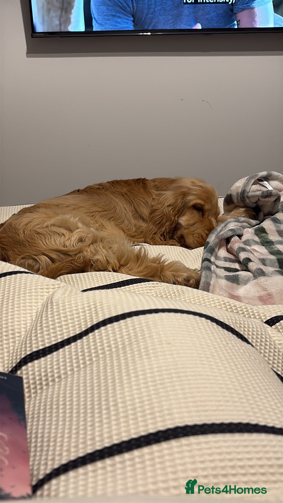 Cocker Spaniel dogs for sale: Gold Show Cocker Boy for Loving New Home Only  - Image 5