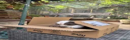 Mini Lop rabbits for sale: Super Friendly Pure Bred Mini Lop Bunnies - Advert 6