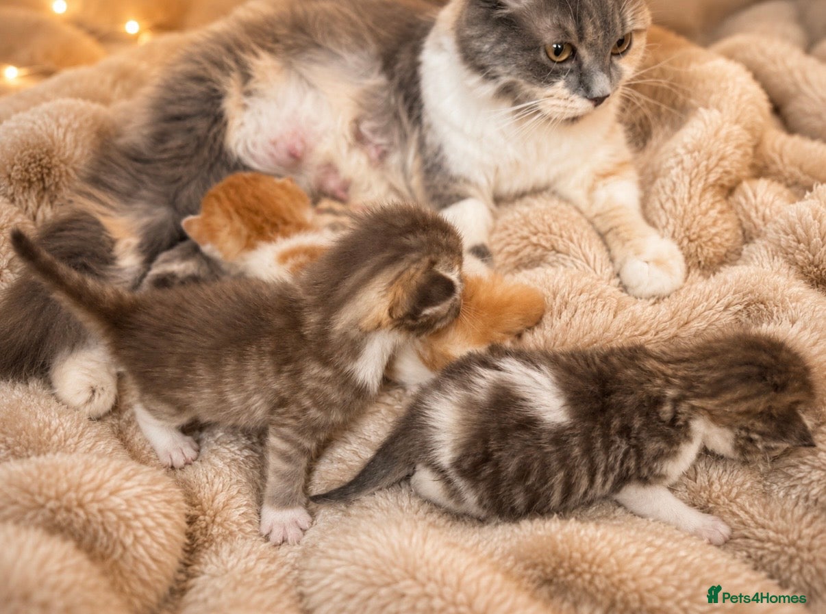 Norwegian Forest Cat cats 3 beautiful boys raised in family home  - Advert 14